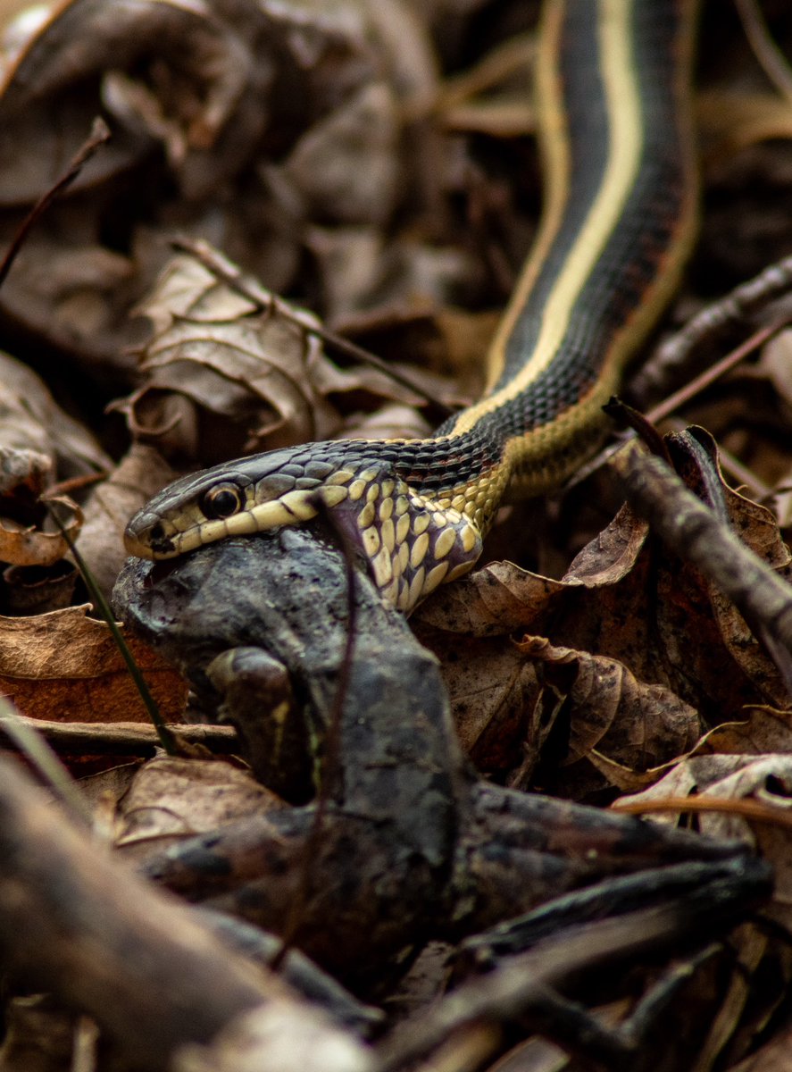 Charlie_Kral3's tweet photo. Garter snake with a bit of a mouthful https://t.co/t4bT1Gj35A