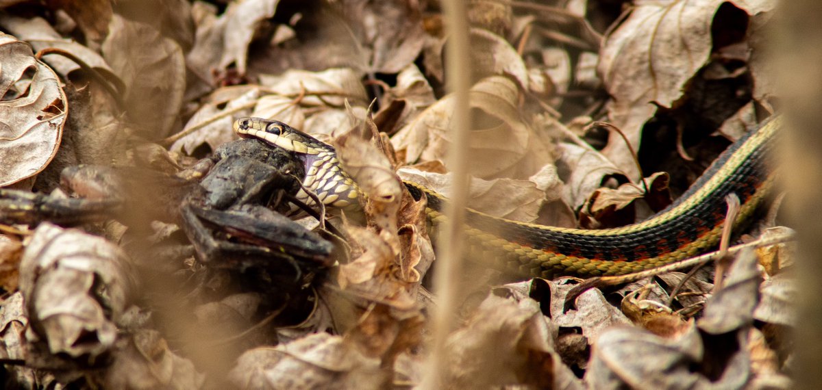 Charlie_Kral3's tweet photo. Garter snake with a bit of a mouthful https://t.co/t4bT1Gj35A