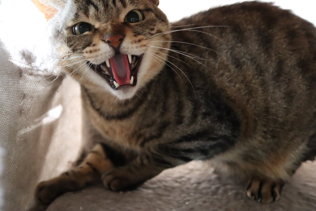 ChannelBaron's tweet photo. シャーしてる顔が可愛いのはなぜ？
＃キジトラ　#保護猫 #猫のいる暮らし #猫好きさんと繋がりたい https://t.co/ThGM8MJvOb