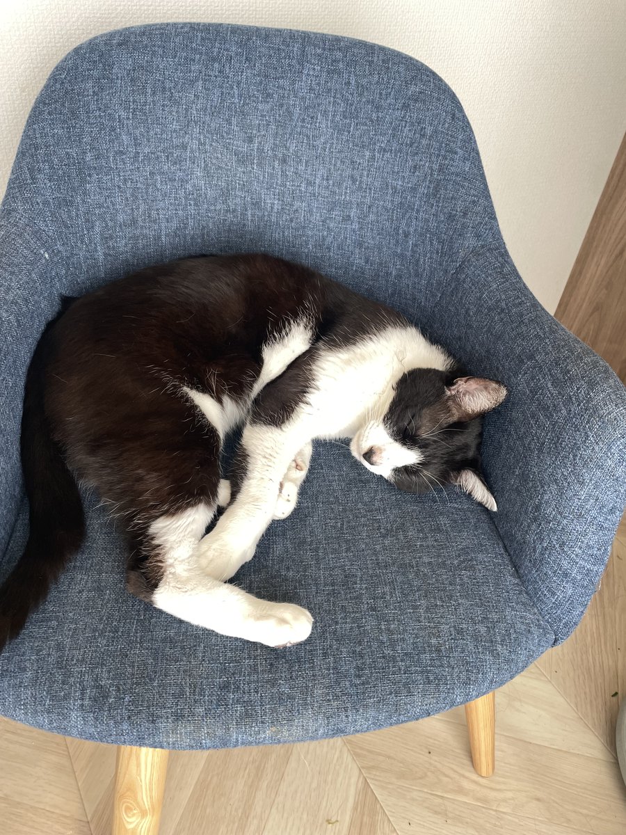 ChannelBaron's tweet photo. 専用ベット
#猫好きさんとつながりたい #猫のいる幸せ #保護猫 #ハチワレ猫 https://t.co/AyAVxfCWnL