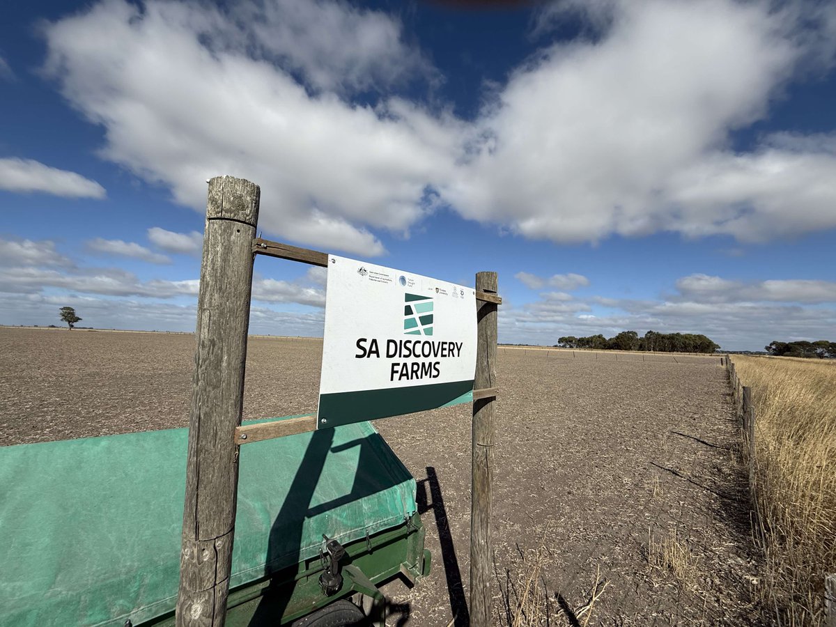 Trials planned for this year at the <a href="/SADiscoveryFarm/">SA Discovery Farms</a> at Struan Research Centre will look at barley architecture and phenology, soil and microbial amelioration and water quality in extensive grazing systems. #FutureDroughtFund #droughtresilience <a href="/FlindersUniNews/">Flinders University Newsroom</a> <a href="/SA_PIRSA/">PIRSA</a>