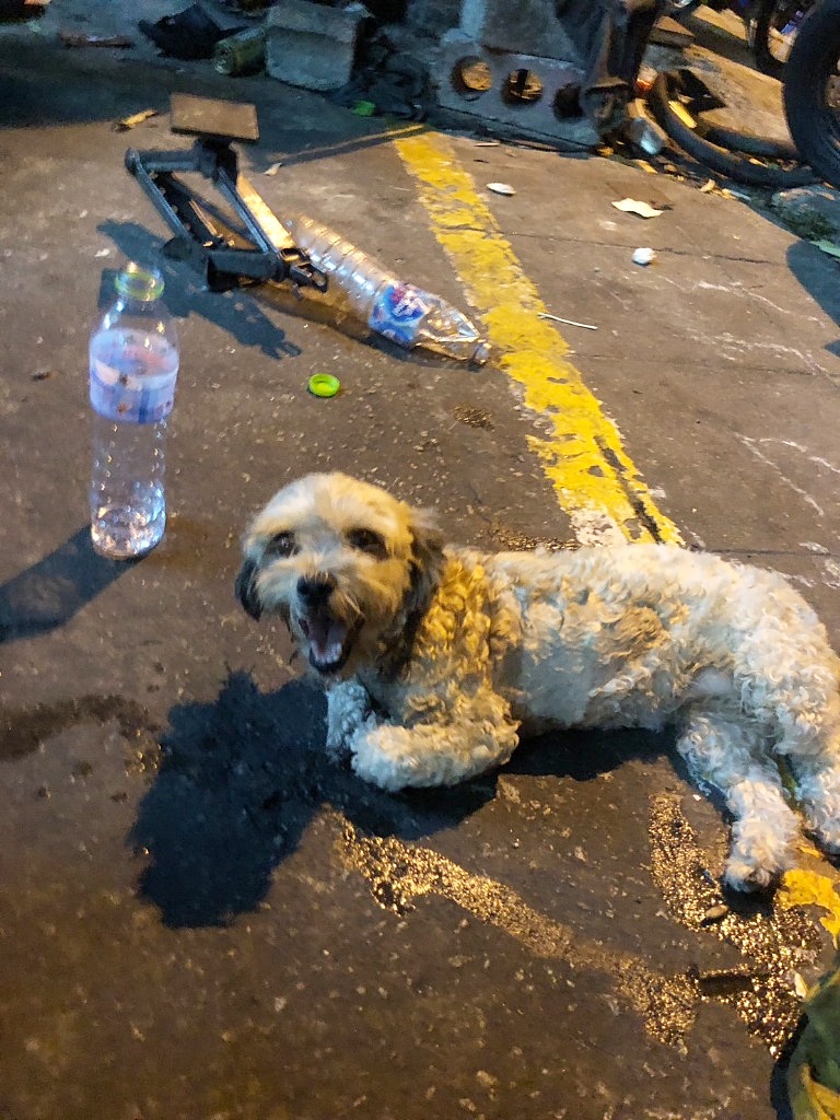 ขอความช่วยเหลือด่วน! น้องหมาจรถูกรถชนเจ็บหนัก นอนส่งเสียงร้องลุกไม่ขึ้นอยู่ริมถนน คุณหมอตรวจพบว่ากระดูกเชิงกรานแตกหัก กระเพาะปัสสาวะอักเสบมีบาดแผล พบรอยฟกช้ำจากการถูกกระแทกอย่างรุนแรง ต้องได้รับการรักษาเร่งด่วน