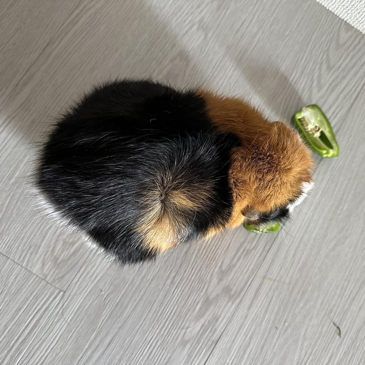 potemoru's tweet image. 我が家のポテちゃんはもうすぐ5歳のおばあちゃんです。
毛並みもパサパサですが相変わらずのずんぐりちゃん
ごはんも元気にﾁｮｰﾀﾞｲﾁｮｰﾀﾞｲしてもりもり食べます

でも食べるの遅くなった気がする
後ずっと車庫(巣箱)にいる
プッププップ言いながらお散歩しなくなったなぁ