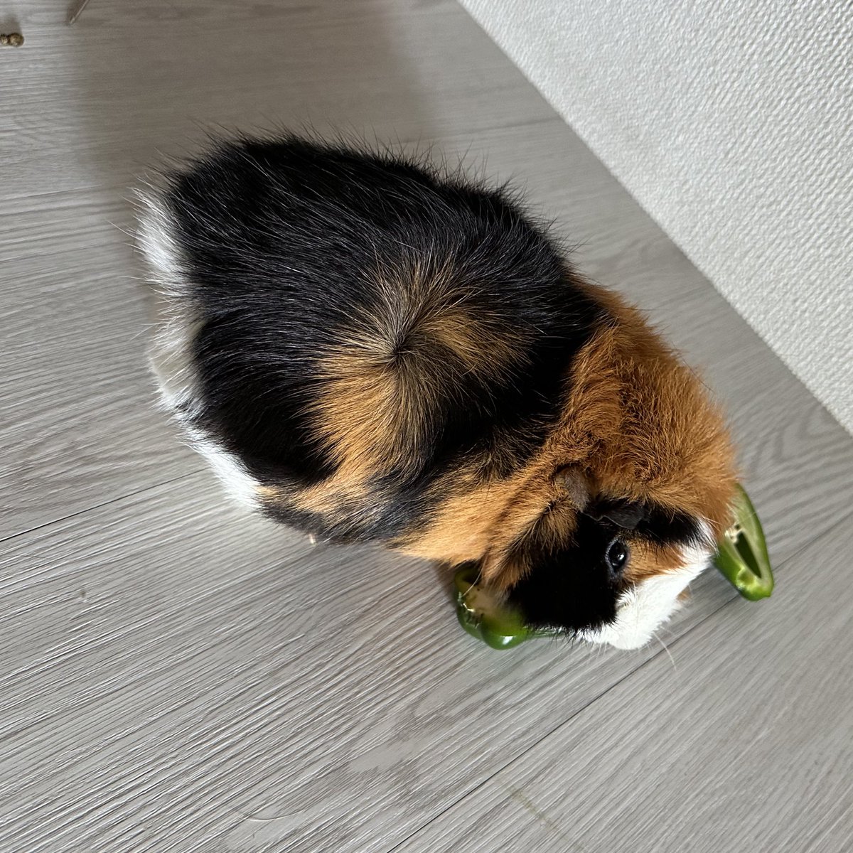 potemoru's tweet image. 我が家のポテちゃんはもうすぐ5歳のおばあちゃんです。
毛並みもパサパサですが相変わらずのずんぐりちゃん
ごはんも元気にﾁｮｰﾀﾞｲﾁｮｰﾀﾞｲしてもりもり食べます

でも食べるの遅くなった気がする
後ずっと車庫(巣箱)にいる
プッププップ言いながらお散歩しなくなったなぁ