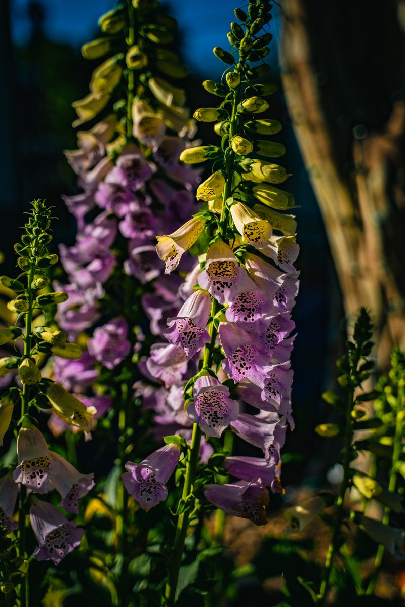 Case DeStefano tweet media