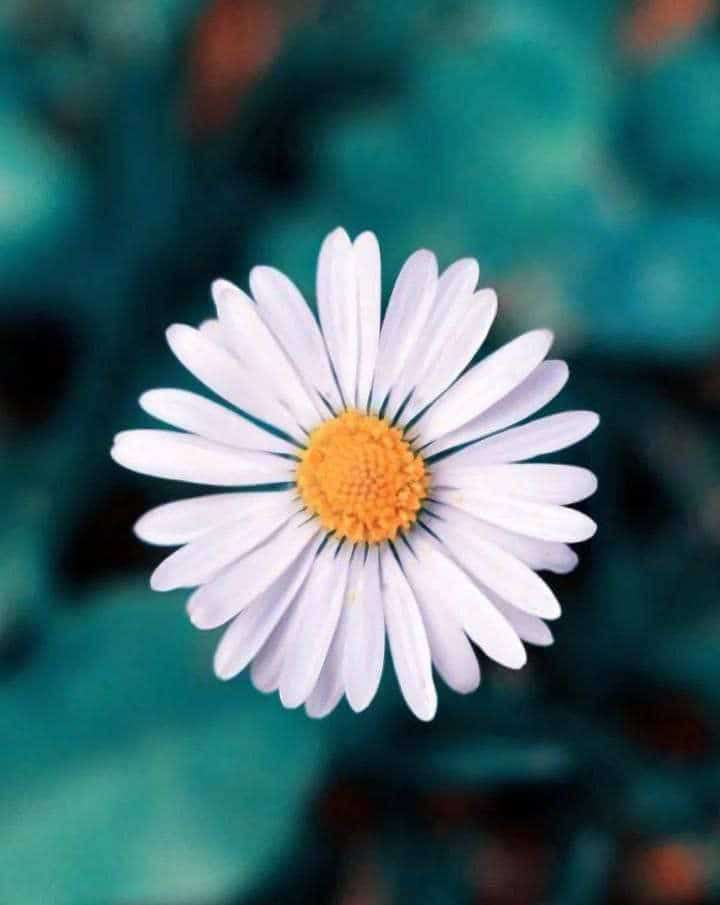 Bee_2023's tweet photo. اجعل نيتك وعزمك في بداية يومك أن تجبر تقصير الأمس.

*إن قصرت في وردك أمس ؛ فأتمه اليوم.

*وإن قصرت في ذكر اللّٰه ؛ فزد في ذكره اليوم.

*وإن أسرعت في الصلاة ؛ فأتمها اليوم بخشوع.

*كل يوم تستيقظ فيه، هو فرصة جديدة لتُصلح ما بينك وبين اللّٰه عز وجل.

*فاغتنم العمر قبل أن يفنىٰ https://t.co/BG4IcV84lt