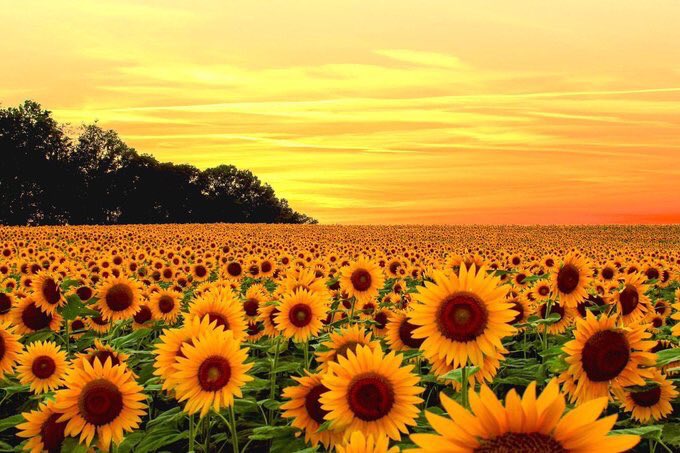 Sunflower 🌻 tweet media