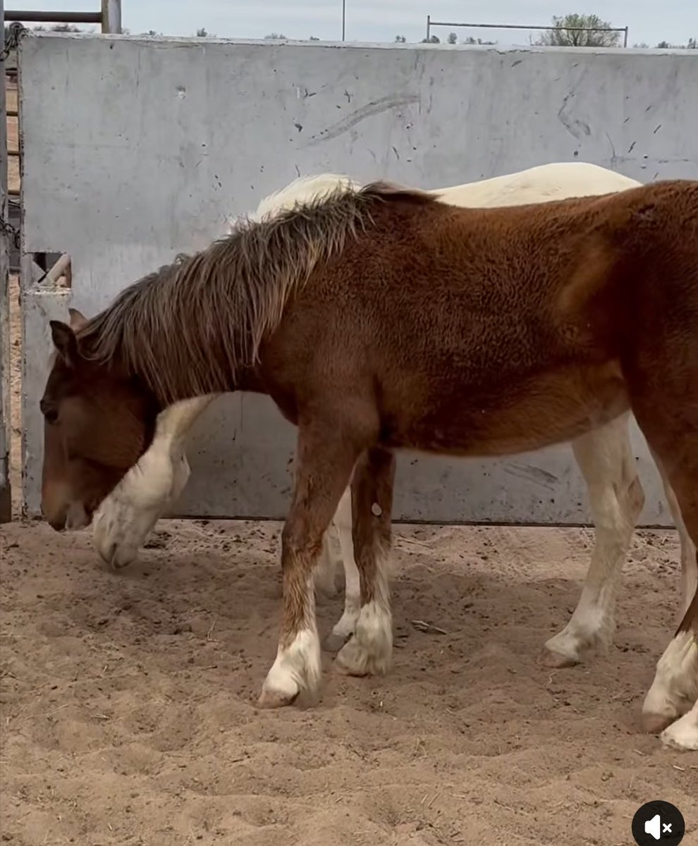 💔💔💔MINNIE WAS LEFT BEHIND WHEN HER BONDED HERD MATE WAS BAILED WITHOUT HER💔💔 Minnie is now heartbroken! Her best friend left her!  Minnie can leave with Holden if we can save her 

paypal.com/donate?campaig…