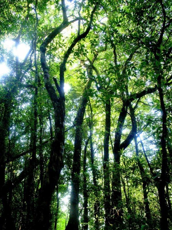 CelestialHarp's tweet photo. RAIN FOREST5’25”
Birds &amp; chimes...Orest Tataryn &amp; Robin Armstrong  Xylophone etc....Orest Tataryn Celestial Harp....Robin Armstrong https://t.co/f1aKnHfpqI https://t.co/5GDZrIzljf