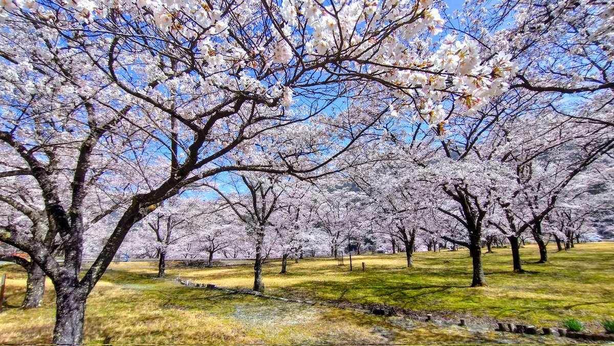 大西公園の桜が満開です🌸