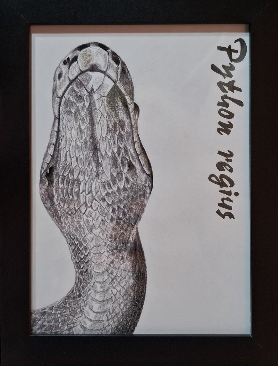 MI97808725's tweet image. #ボールパイソン　#色鉛筆画　#オーダー受付中　#爬虫類画　#ペット画　#詳しくはお問い合わせ下さい　#pythonregius  #爬虫類好きさんと繋がりたい