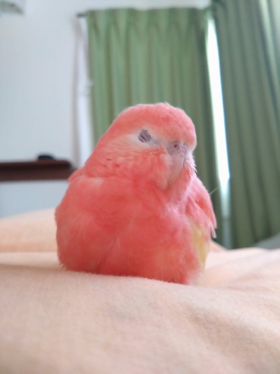 ffsstakashi's tweet image. 家に工事入ってて小鳥避難させてる