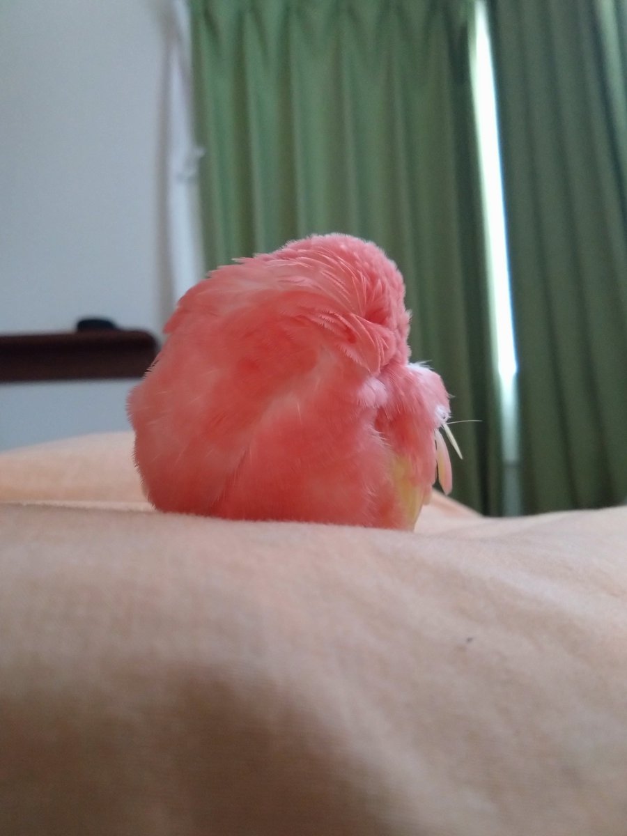 ffsstakashi's tweet image. 家に工事入ってて小鳥避難させてる