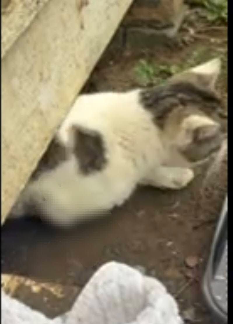 loudouncats's tweet photo. These community cats need help! Two of the cats in this colony were caught in a house fire and each lost most of a front leg. Our volunteers were able to trap both of them and surgery is set up for tomorrow. Based on the estimate it will cost about $5000 for the 2 cats plus aftercare. Please donate to help these poor kitties! They need community support now more than ever! You may donate by clicking the button on this post or through our website https://t.co/QxoTlOE4ou
Thank you!
We blurred out the injuries, but you can imagine how much these kitties need our help.