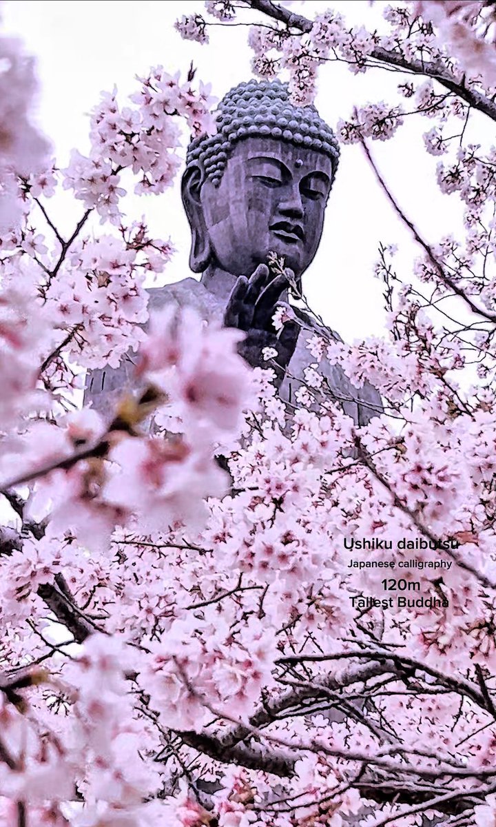 牛久大仏と桜🌸こう見ると大きさ感じないねw

vt.tiktok.com/ZSrxkbmqb/