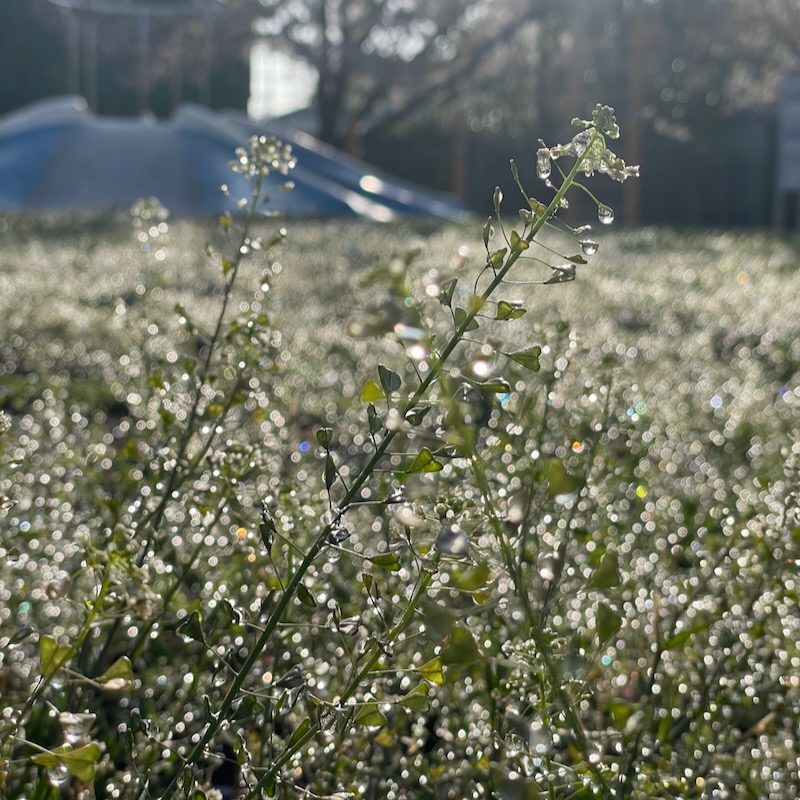 BAKAORU's tweet image. 雨上がり。
ぺんぺん草のイルミネーションがまぶしいぐらいに一面に広がって、その輝きが風に散らされる桜と交差していく。
【今日の一句】
ぺんぺんの まぶしさ纏う 花桜

#俳句