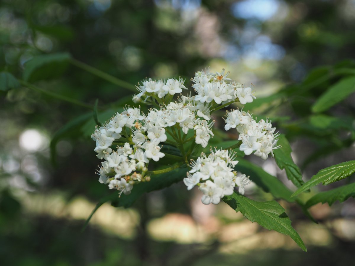 Nikulai's tweet image. #52weekphotochallenge #52WeekChallenge
#week13_SpringAwakening  #week13 #SpringAwakening #Spring 
#photography
Shot on #OlympusOM_DE_M10_MarkI with #Olympus_mZukio14_42 and #Olympus_mZukio40_150
#MicroFourThirds #MFT #CanadaGeese