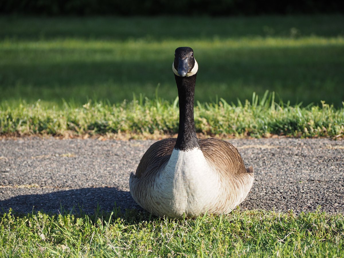 Nikulai's tweet image. #52weekphotochallenge #52WeekChallenge
#week13_SpringAwakening  #week13 #SpringAwakening #Spring 
#photography
Shot on #OlympusOM_DE_M10_MarkI with #Olympus_mZukio14_42 and #Olympus_mZukio40_150
#MicroFourThirds #MFT #CanadaGeese
