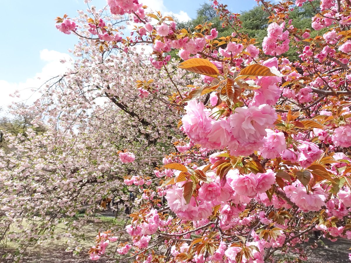 #八重桜 が咲き誇る春の庭園を #和服 で優雅に散策しませんか👘
日本庭園にある楽羽亭 #江一商店 は #着物レンタル と和雑貨のお店。
着付けとヘアセットは無料で当日予約もOKです👌
オプションでお好みの小物アレンジもおすすめですよ👍
▼詳しくはこちら
kimono-shinjukugyoen.com
#新宿御苑 #桜