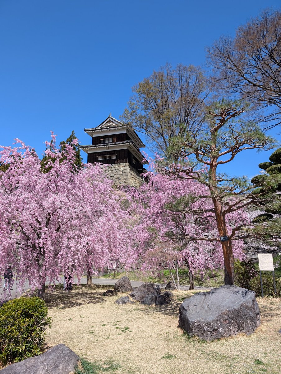 8premium's tweet photo. 天候と開花状況が良さそうだったので、思い付きで直近の新幹線をeチケで買い上田まで。
大宮からだと信州や南東北あたりの新幹線停車駅は近所の公園感覚で訪ねられるのが良き。 https://t.co/0LBllvwz4A