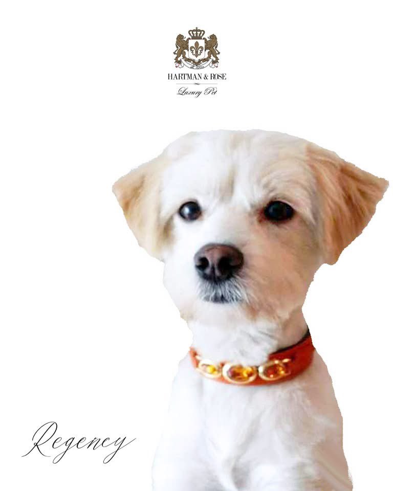 HartmanRose2's tweet photo. SUPER SELECTION OF LARGE SIZES
ALL INVENTORY NOW Only $30.00
Includes Extra 25% use code: LOVEWINS 
https://t.co/P5D64QOeCx
Shown Woojoo in the Regency collar.
Regular Prices up to $179.99
FINAL SALE. NO RETURNS. 
ABSOLUTELY NO EXCEPTIONS

#dog #dogleash #doglead #dogcollar #dogs https://t.co/TyhiATV0iV