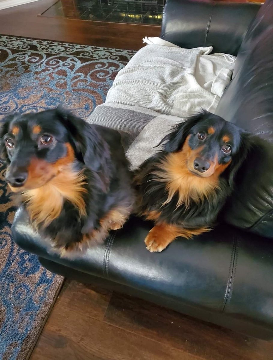 Here are these cute little hounds in action taking over my bed. I guess I’ll have to sleep on the little one by three inch square they’ve left for me.