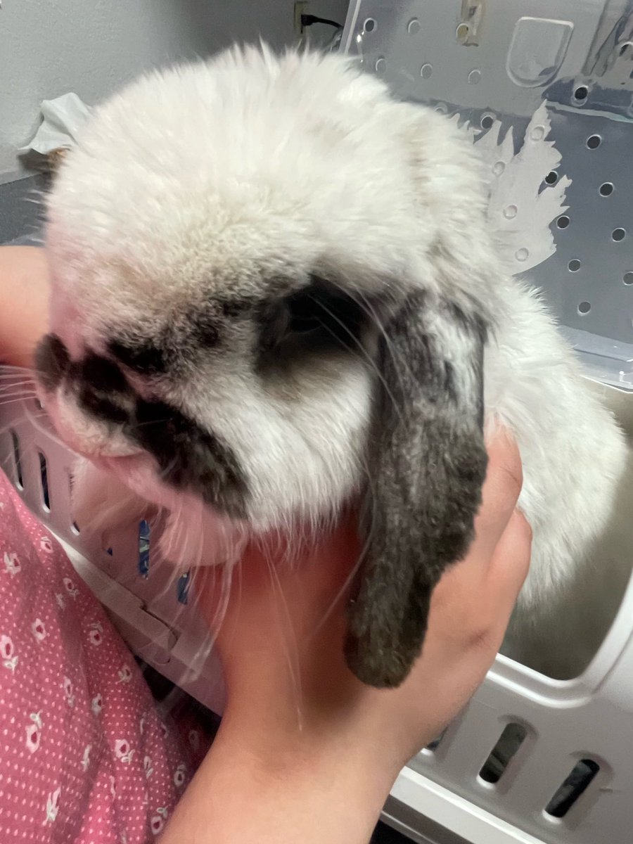 dogthetrick's tweet image. 