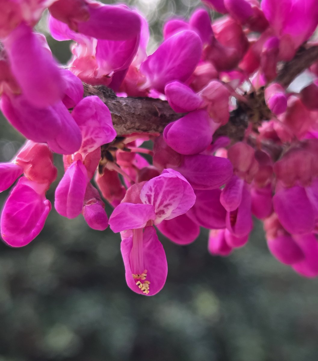 goldrose9090's tweet photo. 🌸"Blossoms of Love: The Story of Cercis Chinensis"🌼🌿
😊##CercisChinensis #SpringBlooms #HeartShapedLeaves #PinkTree #AprilFlowers #SpringWalk #TreeOfLove
🔗https://t.co/dMB1tz5V1t https://t.co/YJB96f45gW