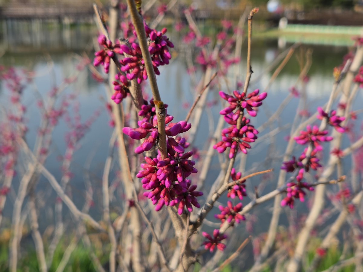 goldrose9090's tweet photo. 🌸"Blossoms of Love: The Story of Cercis Chinensis"🌼🌿
😊##CercisChinensis #SpringBlooms #HeartShapedLeaves #PinkTree #AprilFlowers #SpringWalk #TreeOfLove
🔗https://t.co/dMB1tz5V1t https://t.co/oqAZjw6DDs