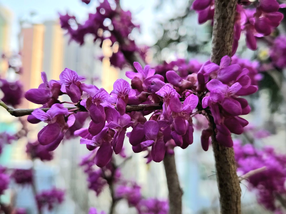 goldrose9090's tweet photo. 🌸"Blossoms of Love: The Story of Cercis Chinensis"🌼🌿
😊##CercisChinensis #SpringBlooms #HeartShapedLeaves #PinkTree #AprilFlowers #SpringWalk #TreeOfLove
🔗https://t.co/dMB1tz5V1t https://t.co/oqAZjw6DDs