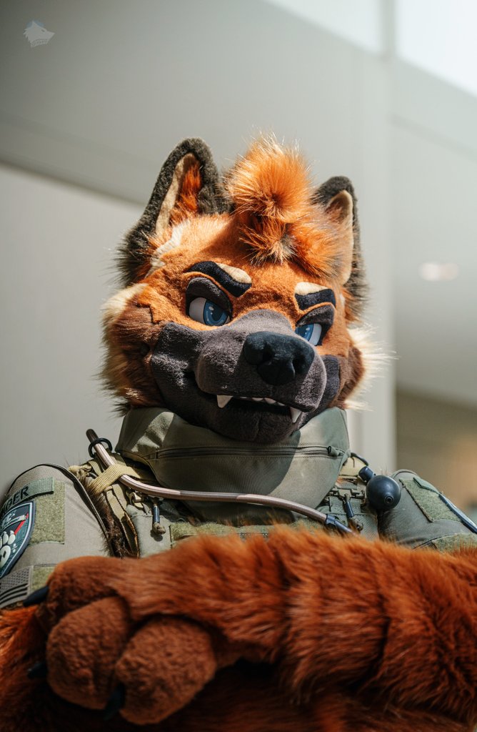Found this cute shep at #TFF2025 👀 | <a href="/RingerShep/">Ringer</a> 🐾📷