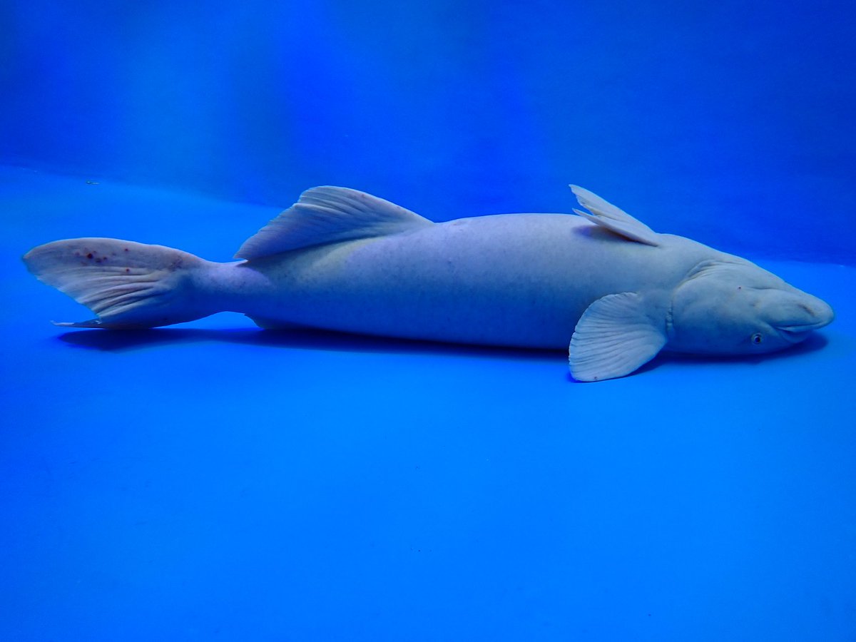 朝から死ぬほど笑ってる コバンザメ飼育下になるとすぐ野生を忘れるん