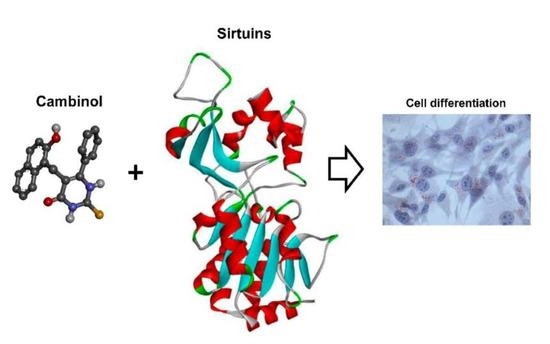 Biomed_MDPI's tweet photo. #biomedicines
Let’s take a look at this beautiful #GraphicAbstract: 🐱
Title: #Sirtuin Inhibitor Cambinol Induces Cell Differentiation and Differently Interferes with SIRT1 and 2 at the Substrate Binding Site💞
Link: 🌵
https://t.co/LvRNKFNUN5
@MDPIOpenAccess @MDPIBiologySubj https://t.co/sQ1A25PUE7