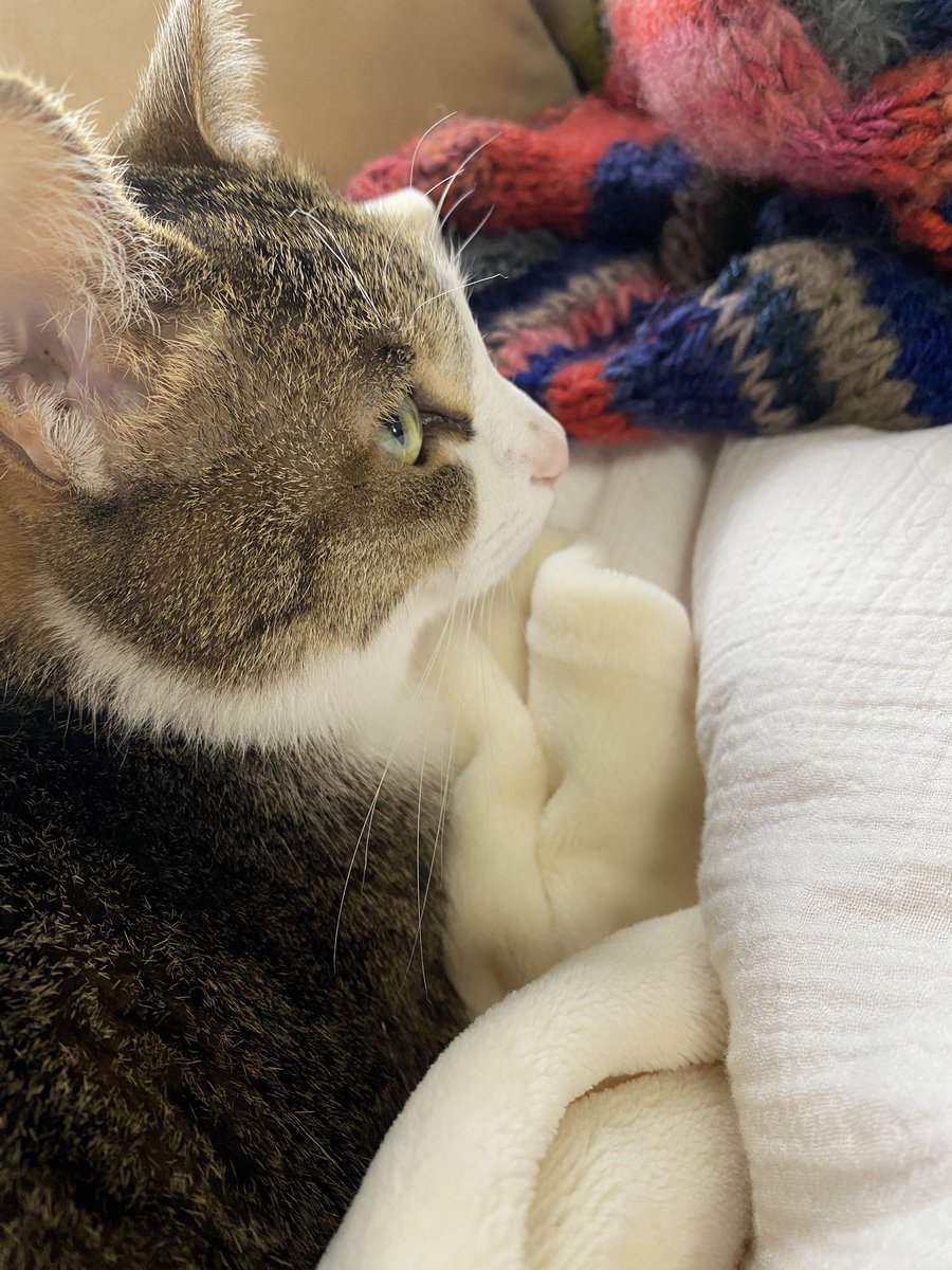 見てた猫