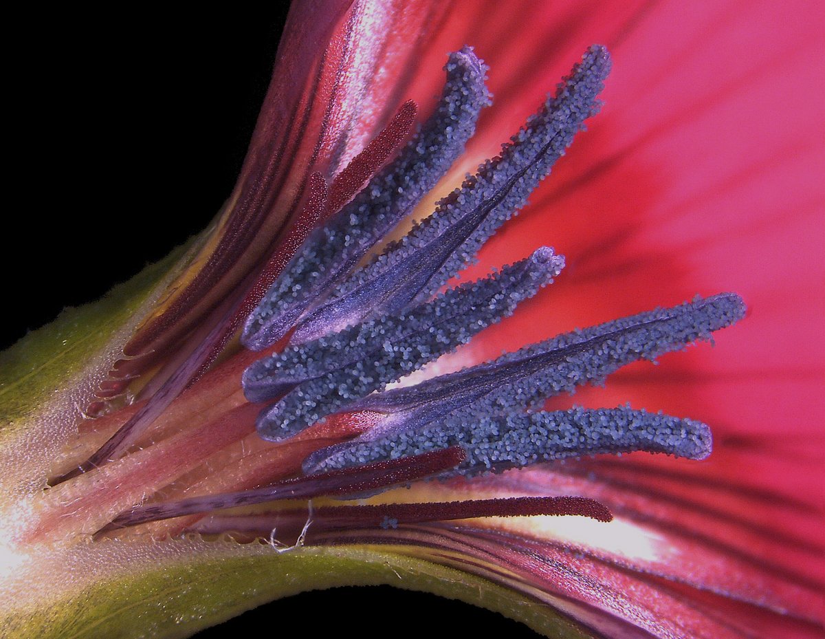 One week left to apply for this PhD student position in Plant Evolutionary Genomics. Want to test hypotheses on pollen evolution using evolutionary genomics? Then this position is for you! #StockholmU #ECR #PhDOpportunity #evolution