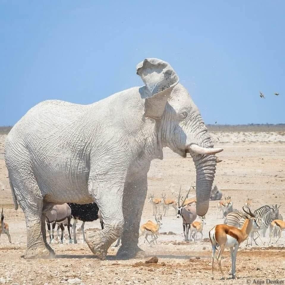 AfricanHub_'s tweet image. The white of elephant of Etosha National Park, Namibia
Amazing white elephants covered in clay have been fooling tourists
📷Photo Credit Anja Denker