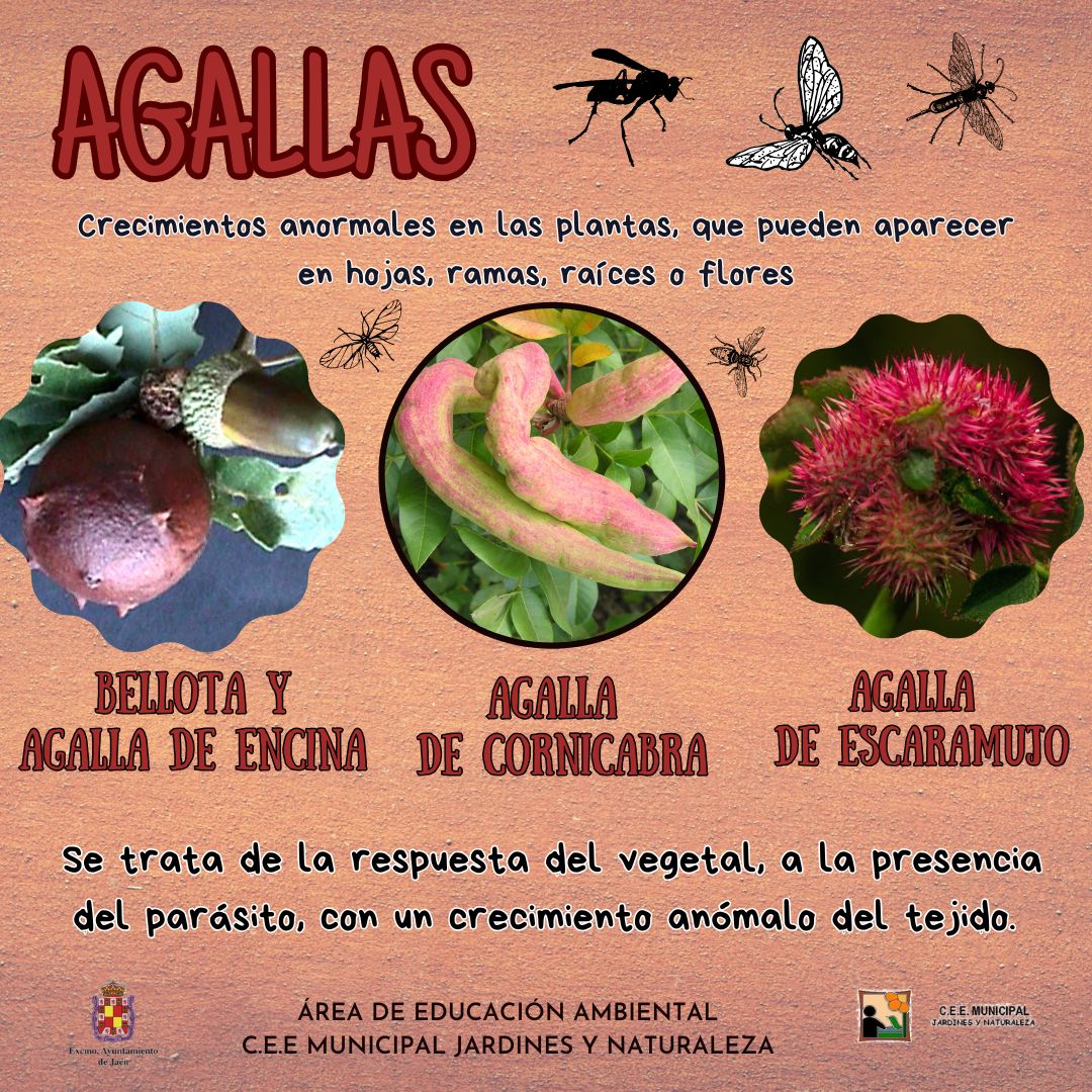 Ed. Ambiental Jaén tweet media