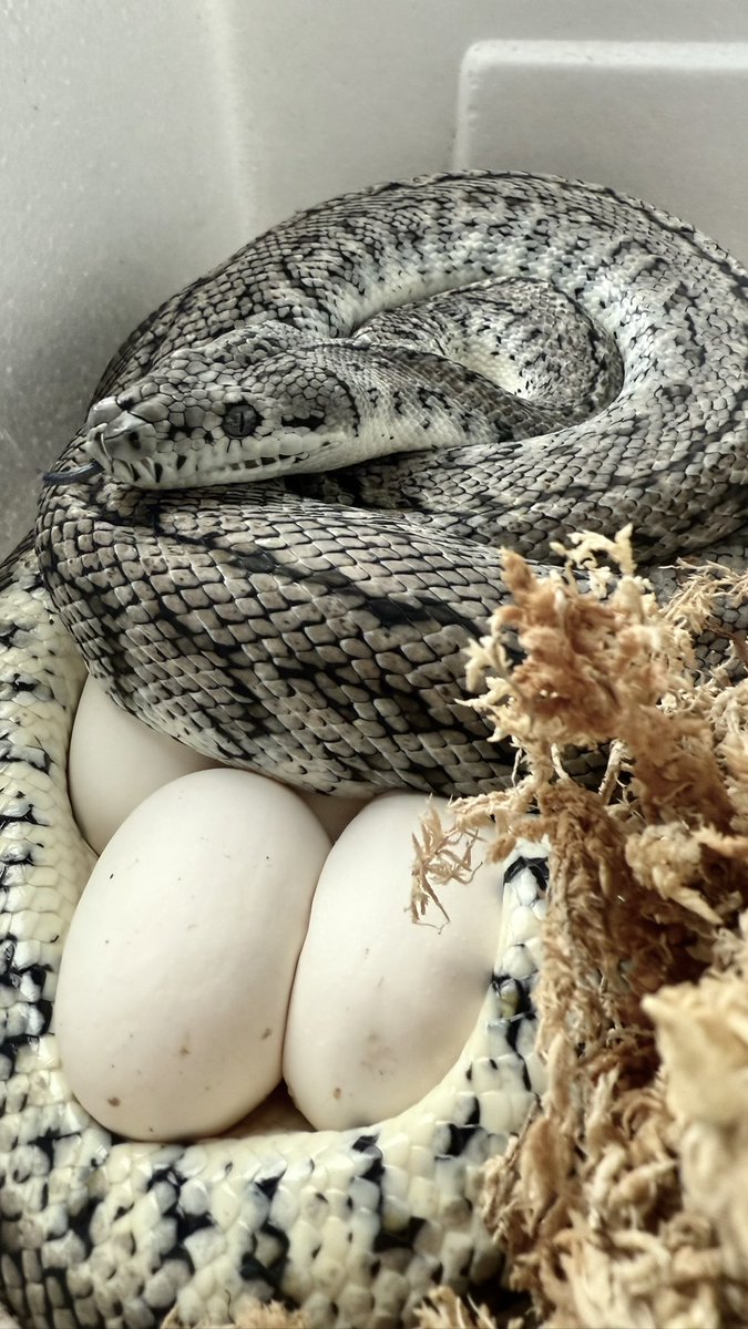 TN Pythons tweet media