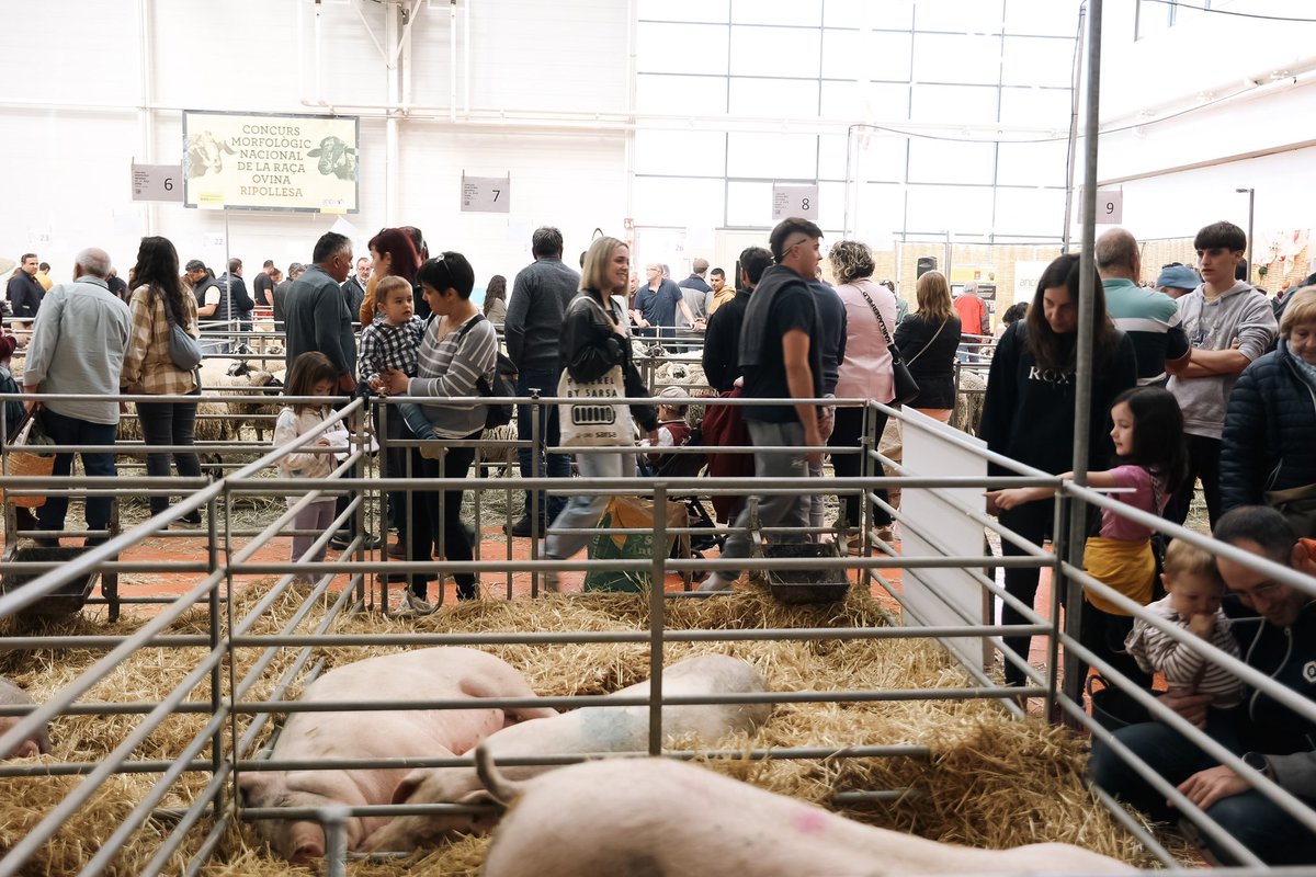 MercatRam's tweet image. 💚Gràcies, pagesos i ramaders, per fer-ho possible!

El Pavelló Ramader és un punt de trobada, una finestra oberta a la feina de tot l’any, una mostra viva del vostre compromís amb el territori.

#mercatdelram #pagesos #ramaders #agricultura #pastors #vic #osonaturisme