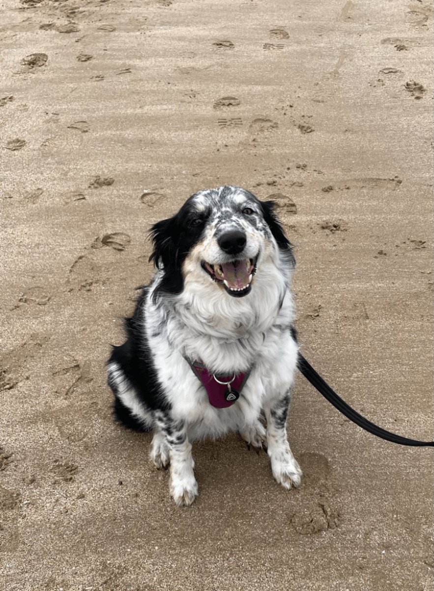 ApexiaGroup's tweet photo. 🌊🐾 Big thanks to Sarah for sending in this absolutely adorable photo of Bessie living her best beach life! 🐶☀️
She’s rocking her Apexia Pet Tag in style — safe, stylish, and always ready for adventure.
We LOVE seeing your pets out and about with their tags ❤️

📸 Keep the pics https://t.co/LnDiciQuOj