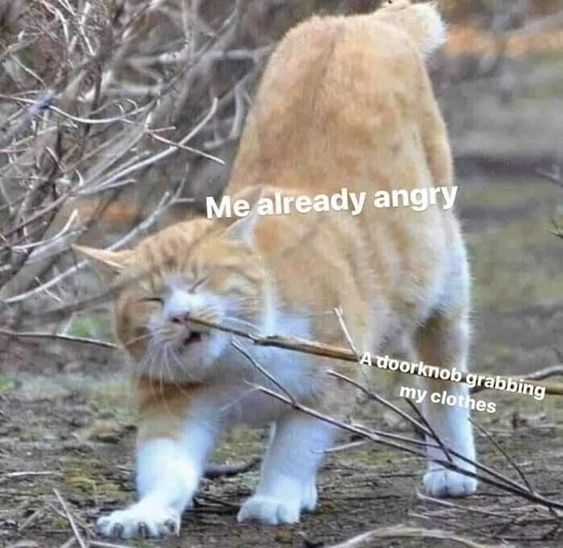 WholesomeMemes (@wholesomememe) on Twitter photo 