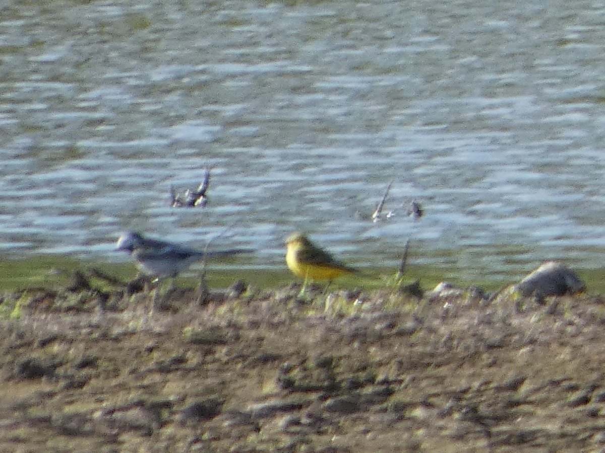 Another two added to the Warwick 100 list this morning, with a whitethroat at the Saxon Mill and a pair of mandarin duck at Avon Wood.

Also yellow wagtail on the flood over the river from Avon Wood.  Outside of our area but nice to see.

List now at 89

😊