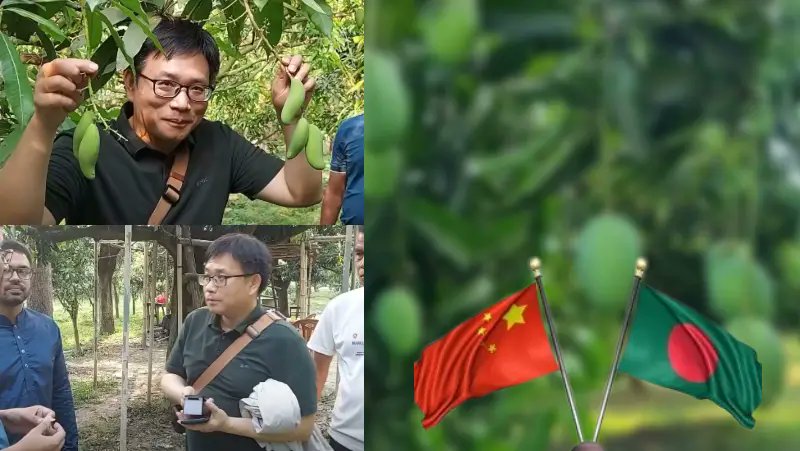 চাঁপাইনবাবগঞ্জ থেকে ১ লাখ ২০ হাজার টন আম কিনতে চায় চীন