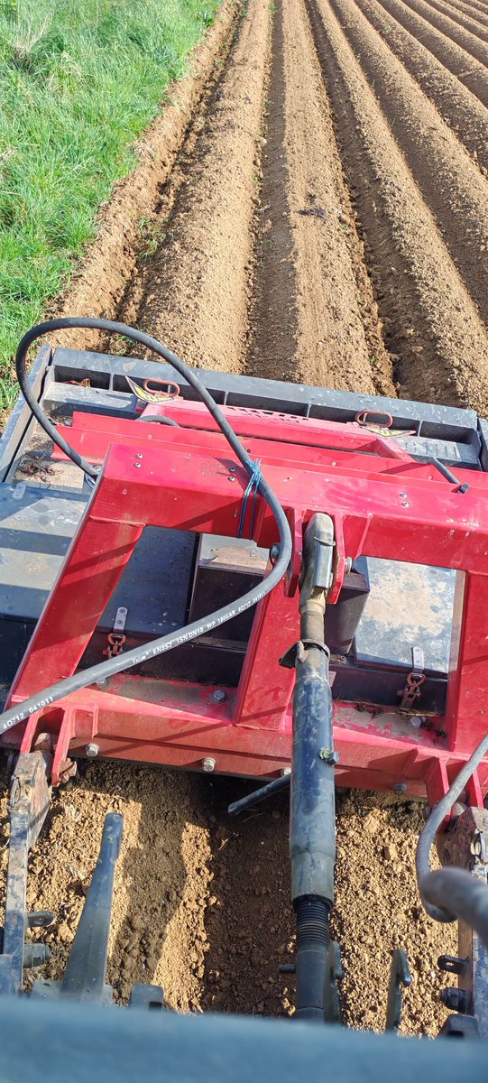 MathildeJonet's tweet image. Aujourd&apos;hui passage du désherbeur thermique dans les pommes de terre juste avant la levée. Permet un nettoyage, avant de rebuter, pour maintenir propre le plus possible !
#maraîchage #pommesdeterre #mangezfrancais