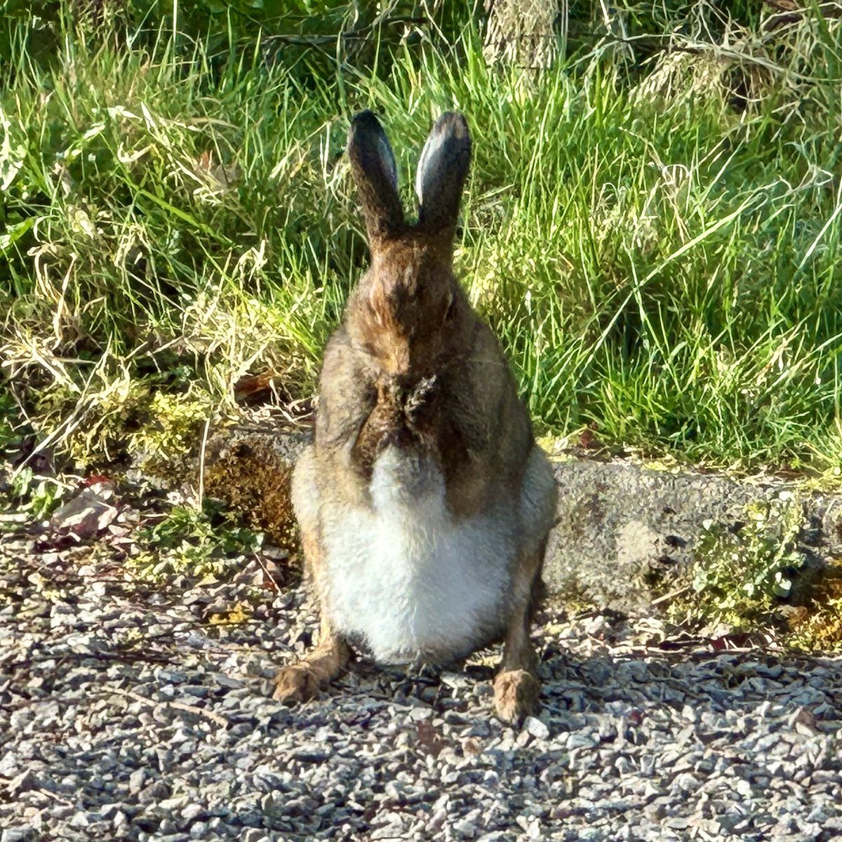 Hare in the garden this morning #biodiversity #Donegal
