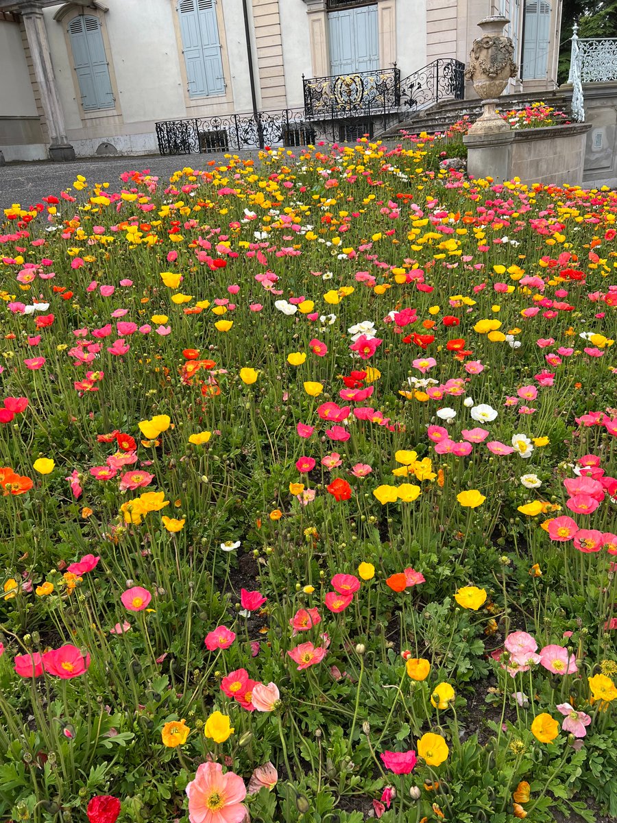On my daily walk to the office, I see more and more people absorbed in their phones, missing out on connections with others – and with the world around them, like the budding and flowering of spring here in Switzerland.