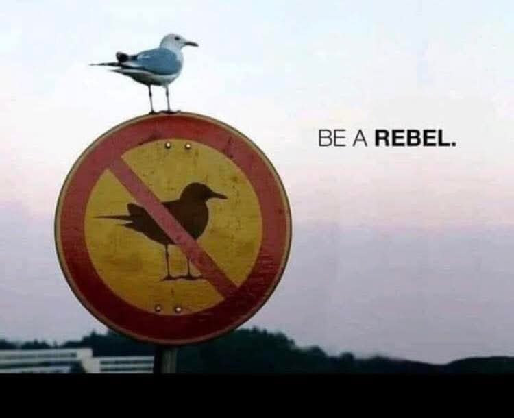 GloryDoge's tweet photo. Be a rebel 😎 https://t.co/Y17iWqLqhv