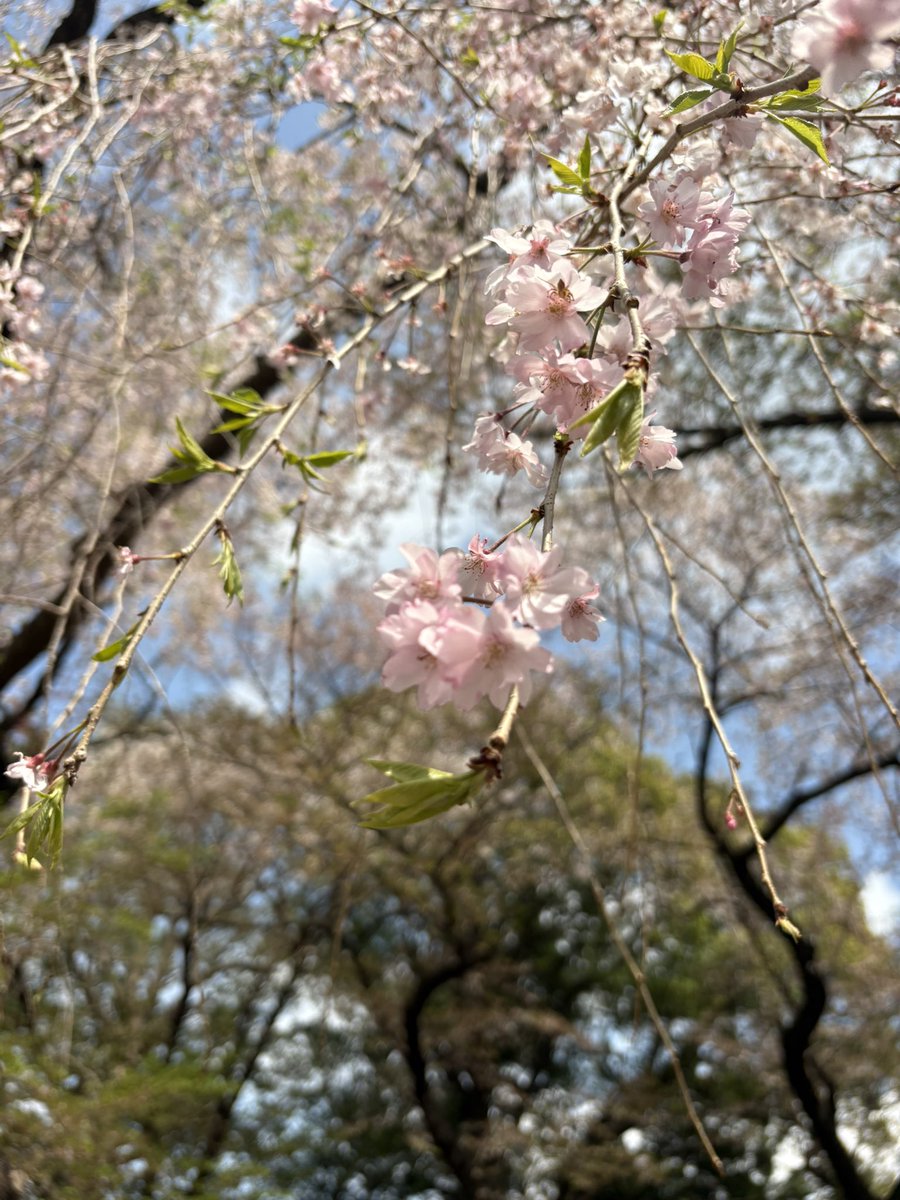 帰りの時間が明るい日、夕飯を考える時間。
まだ混む前の電車の中は人の声が漏れ聞こえ。
首筋の布が軽くなって、桜の葉も緑に変わる。
春の中にいると綺麗なものがたくさんあると勘違いしてしまう。
美しいものと生命に触れて、喜びの季節を迎えよう。支度のために思い毛布を洗って。春を呑む。