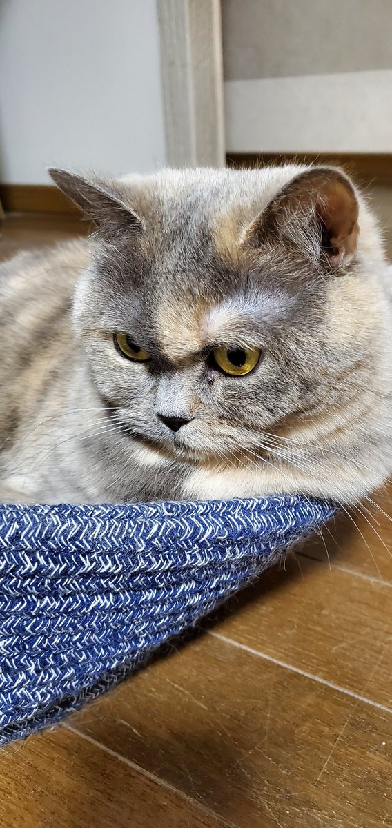 昨日猫のすももと遊ばなかった件で猫のりんごに相談しました。「それは兄ちゃんいけないよ、今日はもも姉ちゃんと遊んであげてね」と、アドバイスをもらいました。実行せねば。