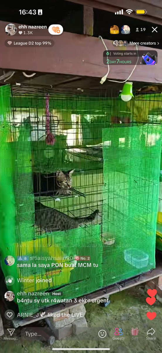 chsannn_'s tweet photo. Korang kalau ada rezeki lebih boleh tolong rescuer ni tak? Ada 20 ekor stray cats dia rescued and some of them tengah sakit sekarang dan dia sangat memerlukan bantuan dari segi kewangan untuk rawat kucing2 dia. Boleh follow account dia dekat tiktok- https://t.co/24B6w9DgIn